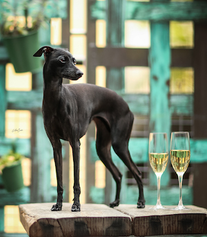 Redigeret JEUW19 MultiCH Top Sighthound 21 Il Cagnolino Lexia by A Szabo kopi
